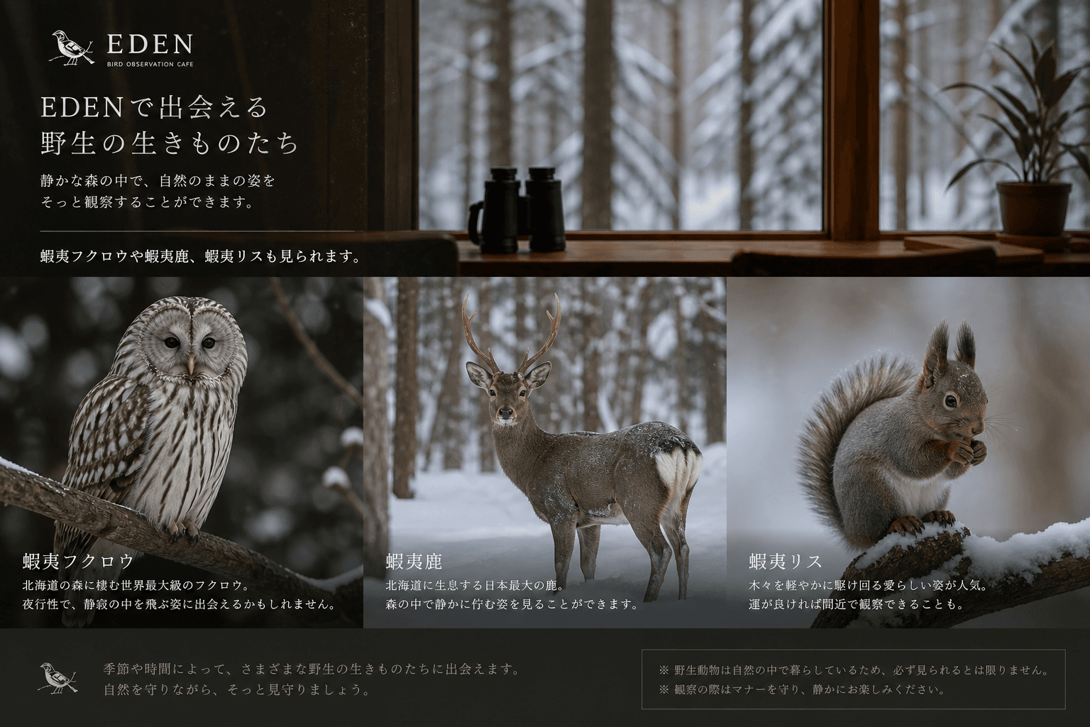 EDEN で出会える野生の生きものたち — 蝦夷フクロウ・蝦夷鹿・蝦夷リス